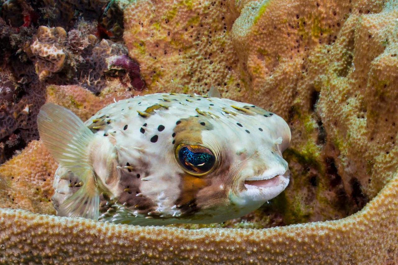 Den Laman - Balloonfish Kralendijk  Luaran gambar