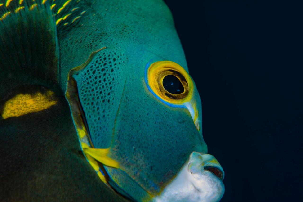 Den Laman - Balloonfish Kralendijk  Luaran gambar